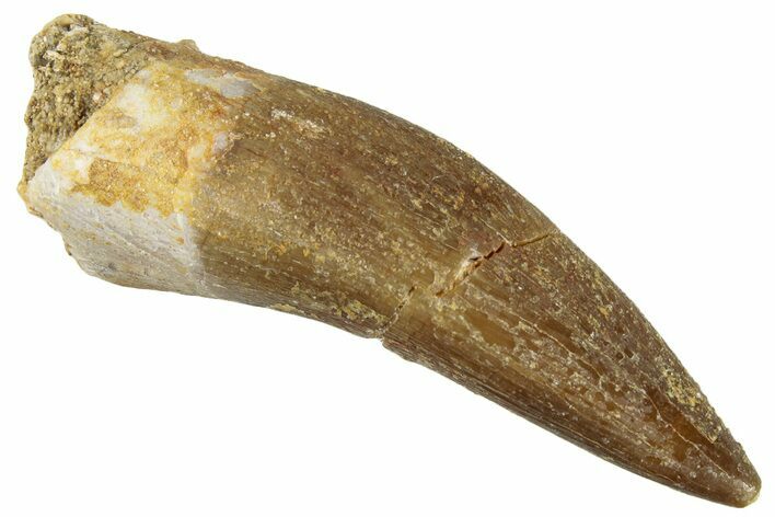 Fossil Plesiosaur (Zarafasaura) Tooth - Morocco #296395